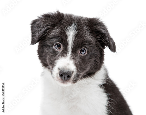 Portrait of a funny little black and white Border Collie breed puppy, his age is two months old. He is sitting and looking at the camera. Background is isolated.
