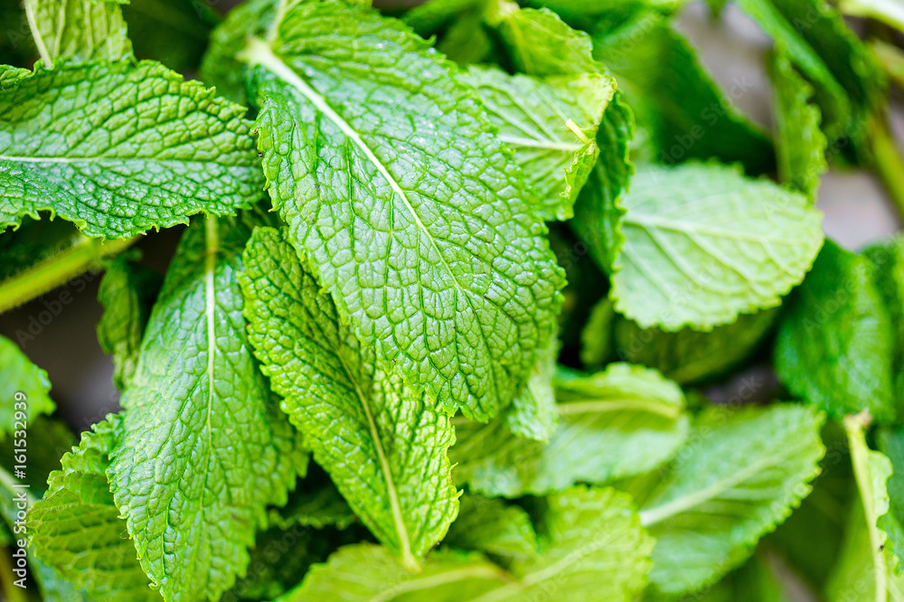 Macro View of Mint Leaves, Green Mint Leaves Background using for Summer Wallpaper, Horizontal View Macro View of Mint Leaves, Green Mint Leaves Background using for Summer Wallpaper, Horizontal View