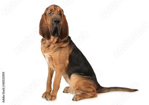 Tablou canvas Purebred Bloodhound dog