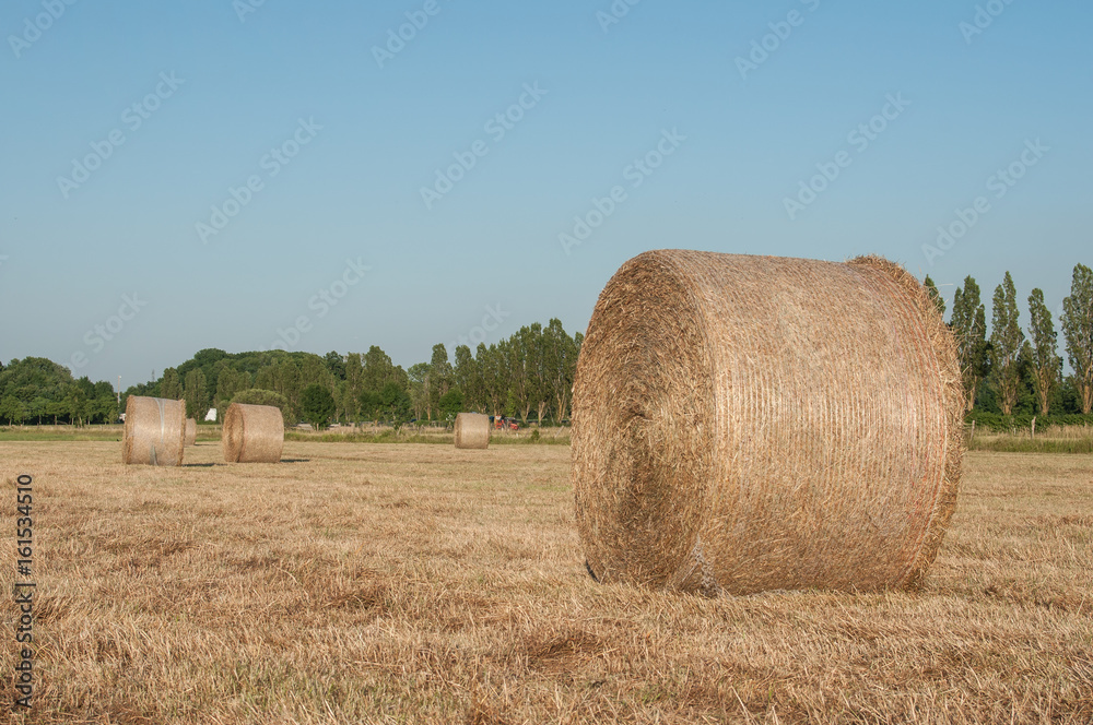 ballots de paille dans un champs de blé après la moisson