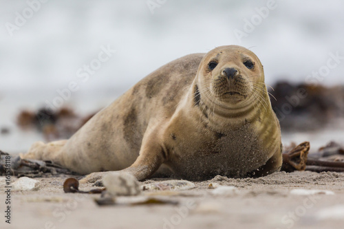 front view of young gray seal (Halichoerus grypus) on sand beach