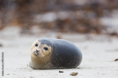portrait of common seal (phoca vitulina) lying on sand beach