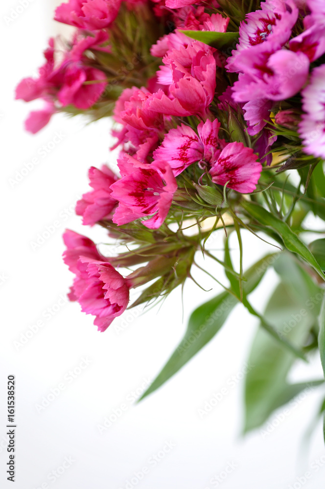 close up flowers with white background