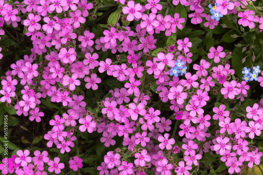 Fototapeta premium Purple flowers in a garden on summertime