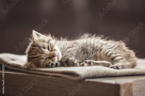 Little kitten sleeping on a blanket