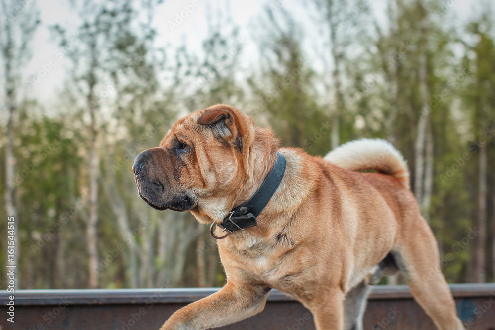 Obraz premium dog on forest background