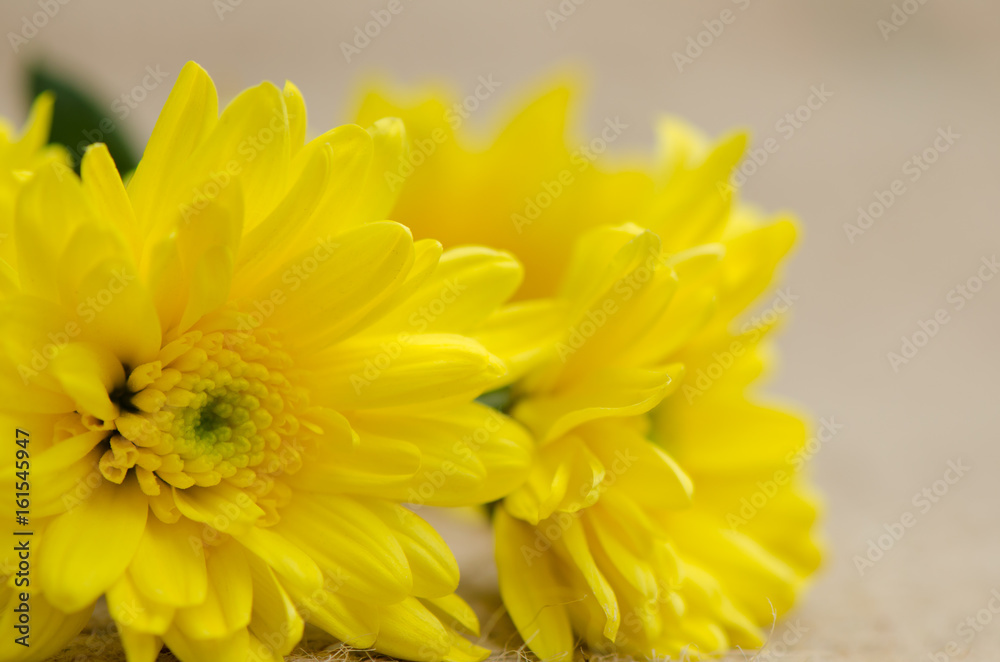 Fototapeta premium Chrysanthemums flowers soft baclground