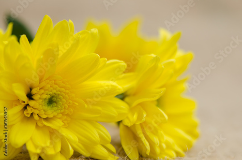 Chrysanthemums flowers soft baclground