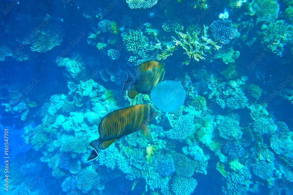 Fototapeta premium Tropical fish are considering a jellyfish.