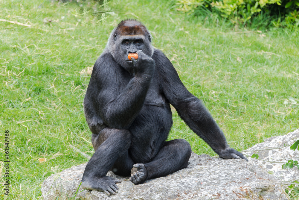 Fototapeta premium Gorilla, monkey sitting eating carrot