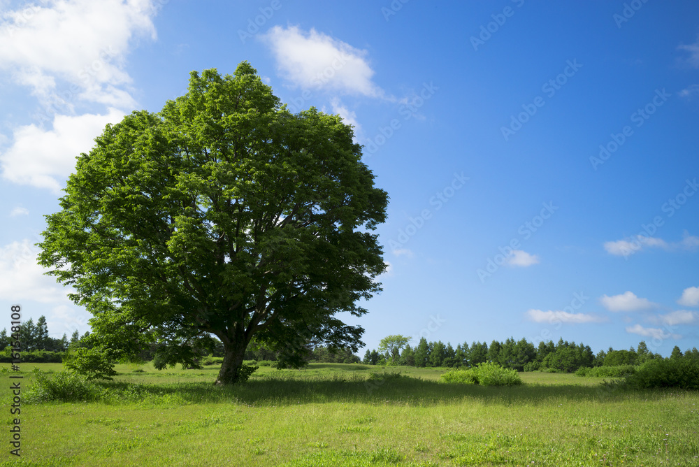 Obraz premium 高原の樹木