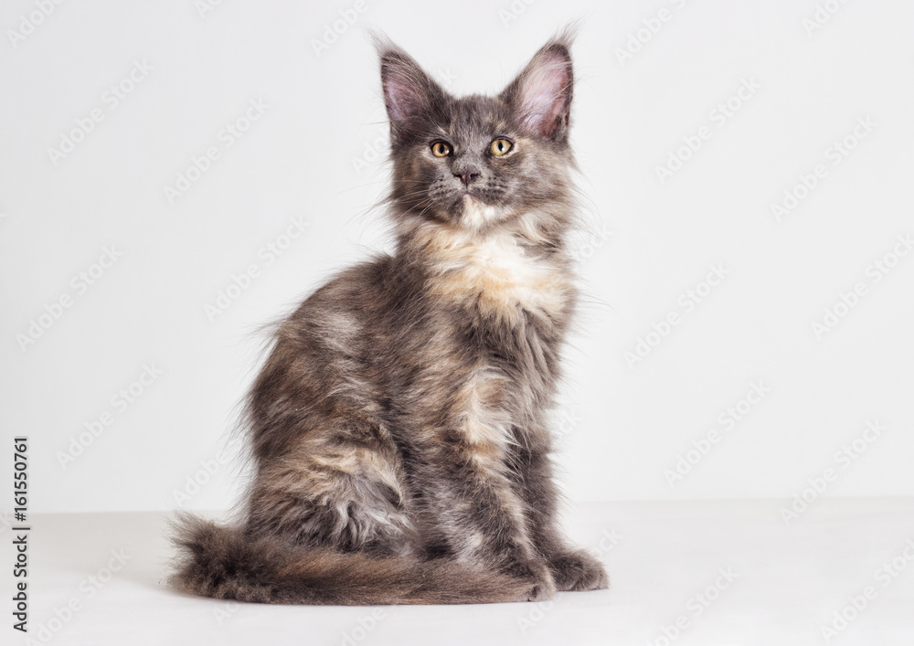 three-colored kitten of Maine Coon three-colored kitten of Maine Coon