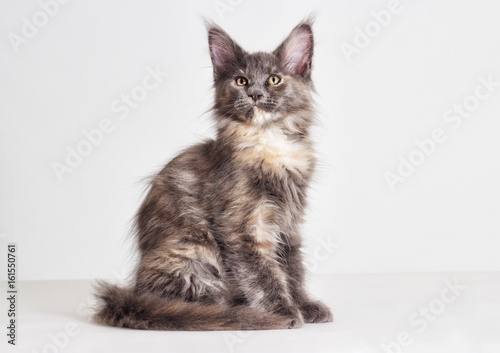 three-colored kitten of Maine Coon