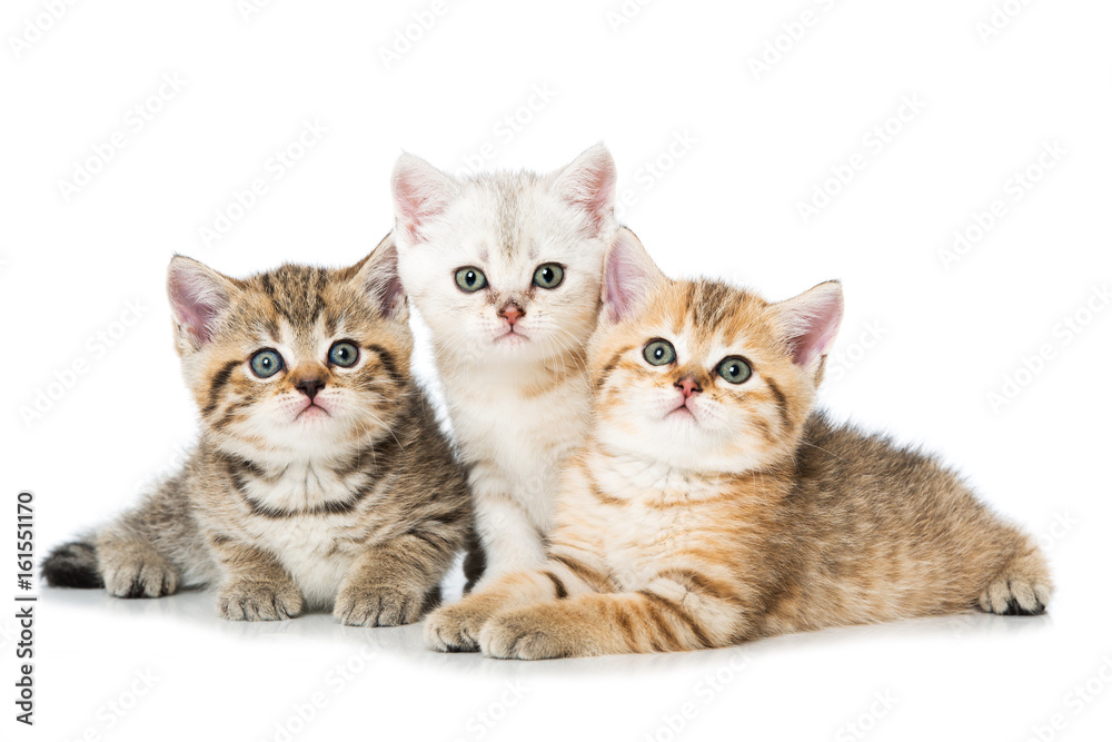 Drei kleine Katzen Drei kleine Katzen