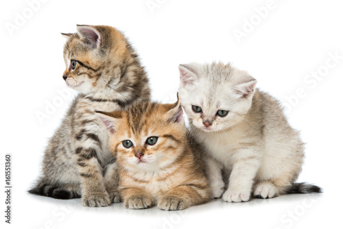 Drei kleine Katzen