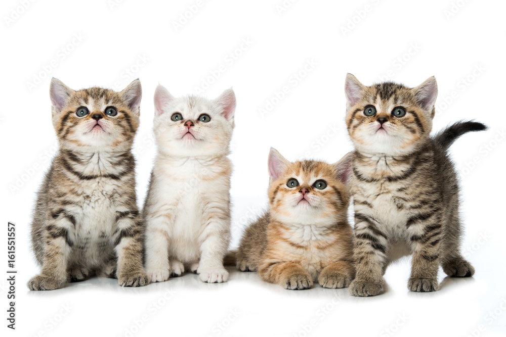 Vier britisch Kurzhaar Kätzchen