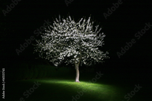 Night scene with spring tree