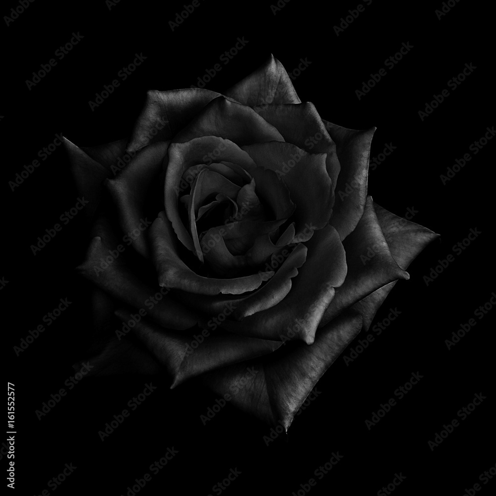 Naklejka premium Czarna róża odizolowywająca na czarnym tle