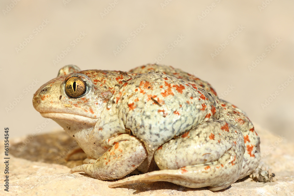 Fototapeta premium colorful garlic toad