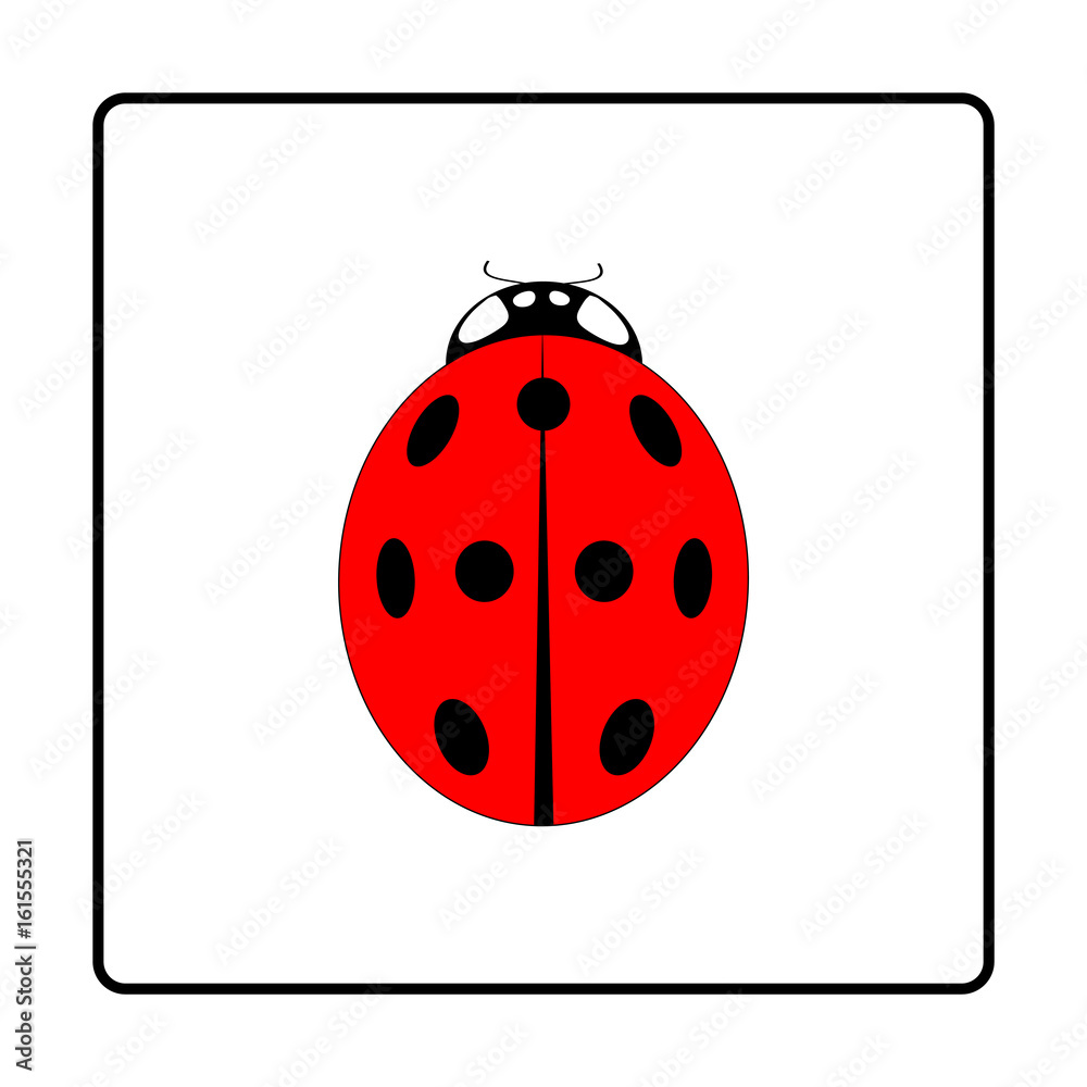 Ladybird isolated