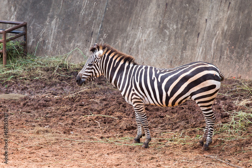 Zebra in the zoo  thailand