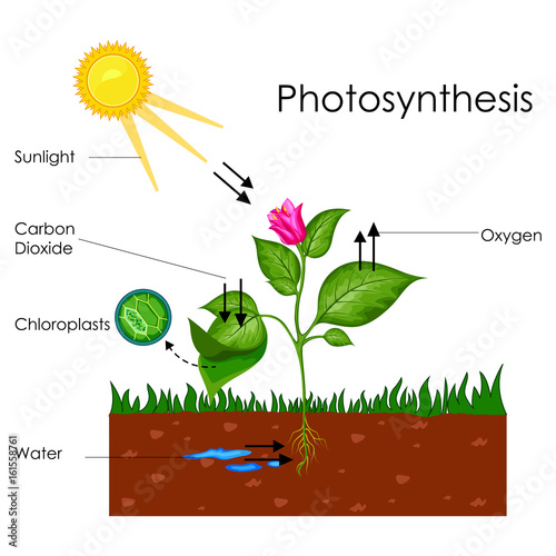 Education Chart Of Biology For Photosynthesis Process Diagram Stock Vector Adobe Stock