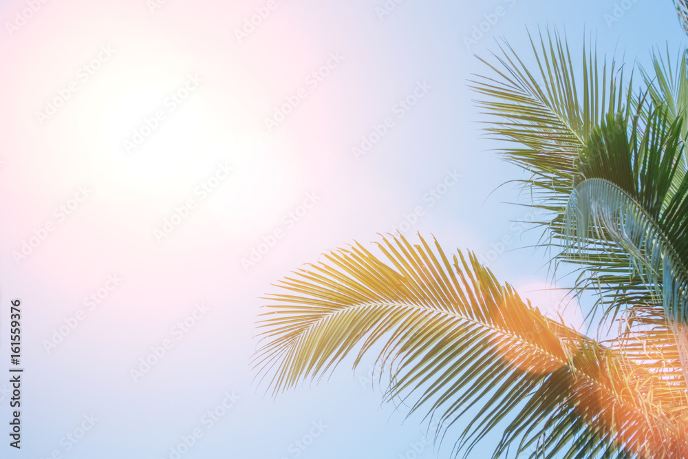 Evening sun shines through the coconut in the garden.