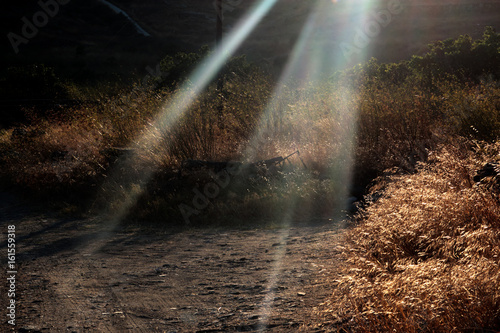 Sunbeams