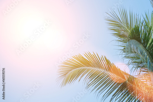 Evening sun shines through the coconut in the garden. © suwatsilp