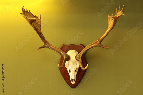 fallow deer trophy mounted on wall