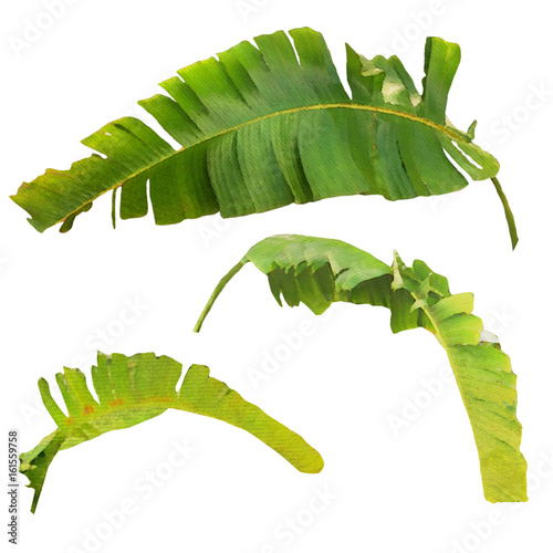 Watercolor floral set with banana palm leaves. Tropical isolated on white background. Digital painting illustration.
