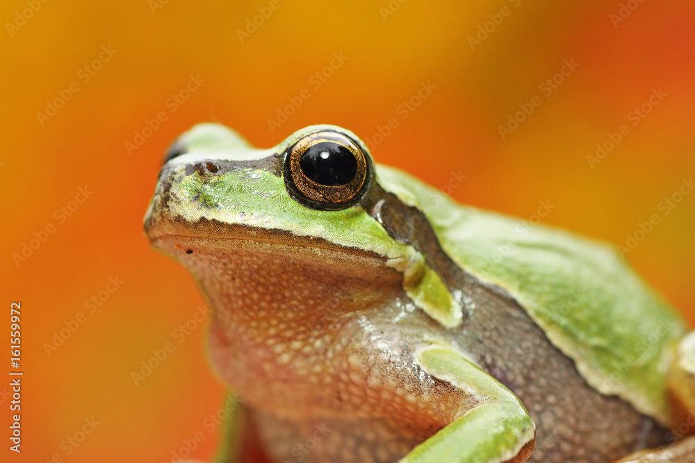Obraz premium green tree frog portrait over colorful background