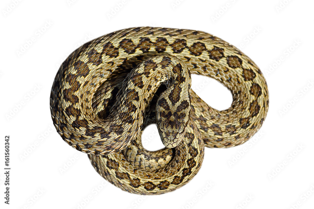isolated beautiful meadow viper isolated beautiful meadow viper