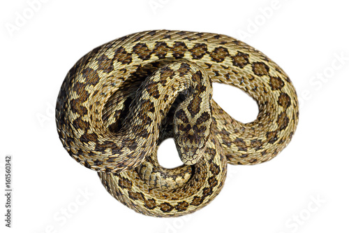 isolated beautiful meadow viper photo