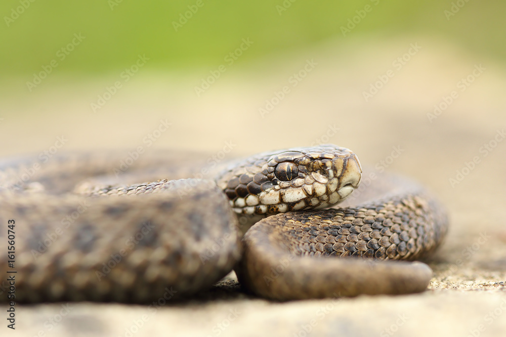 juvenile hungarian meadow viper closeup juvenile hungarian meadow viper closeup