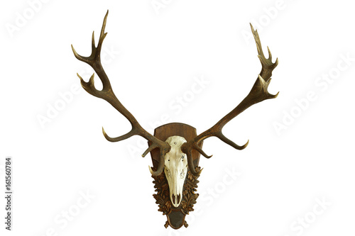 large beautiful red deer skull over white
