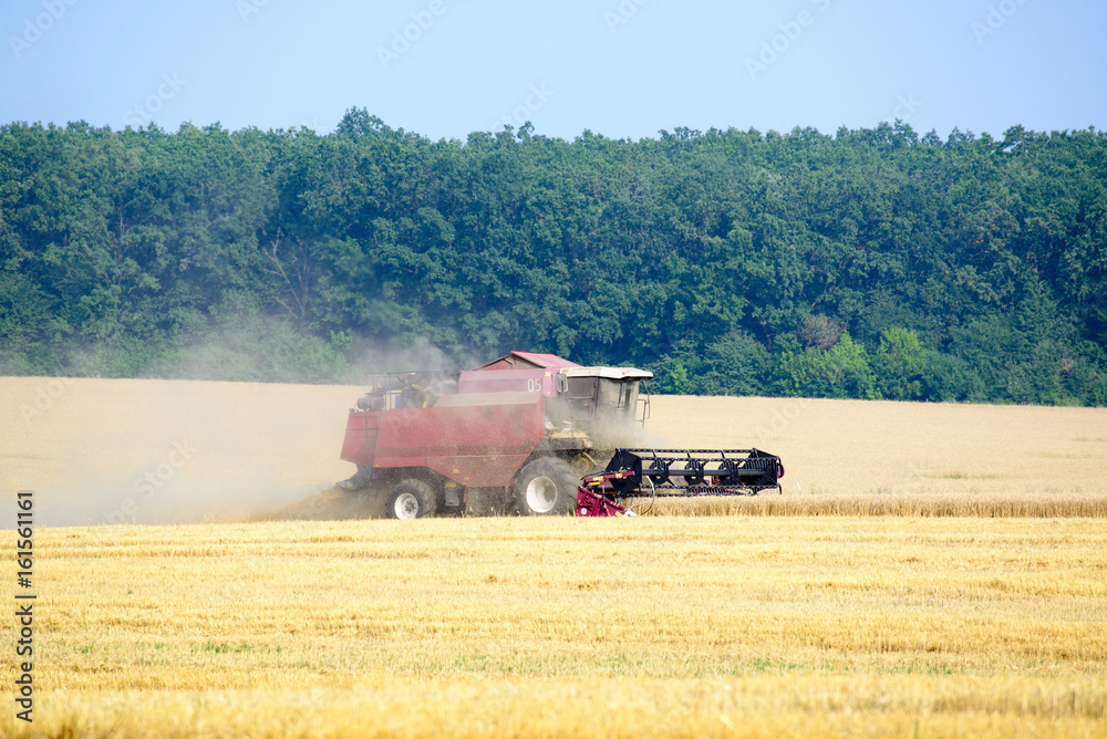 Fototapeta premium Harvester machine working to harvest wheat field . Combine harvester agriculture machine harvesting golden ripe wheat field. Agriculture
