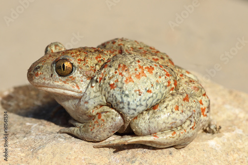 profile view of garlic toad