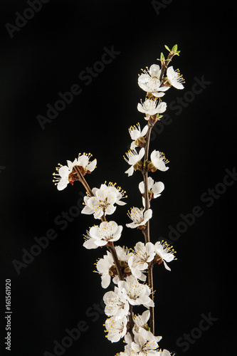 Apricot flower on a black background