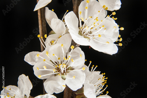 Apricot flower on a black background