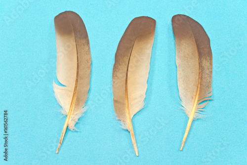 Feathers isolated on blue background