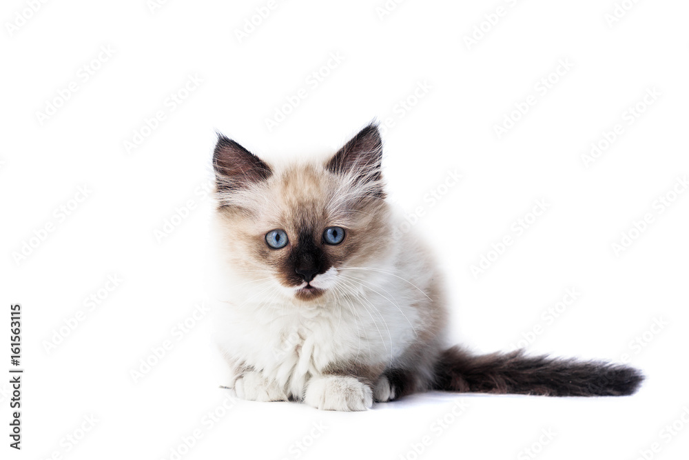 A kitten on a white background