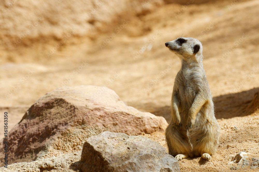 Meerkat in a zoo Meerkat in a zoo