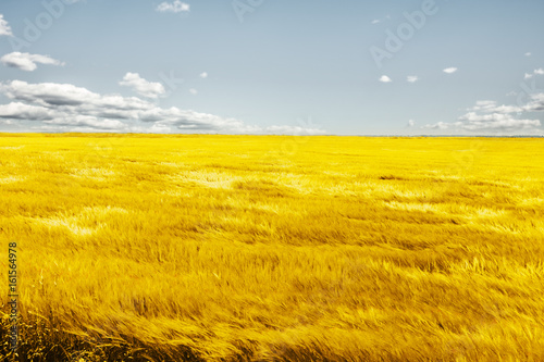 Reifes Kornfeld im wind