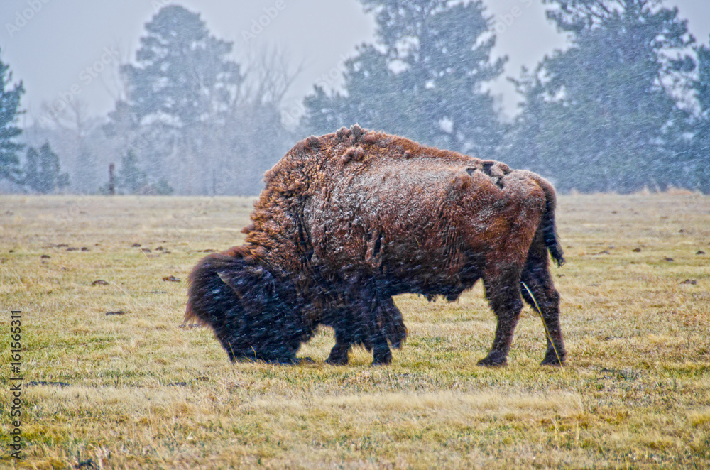 Fototapeta premium Male Bison in Snow