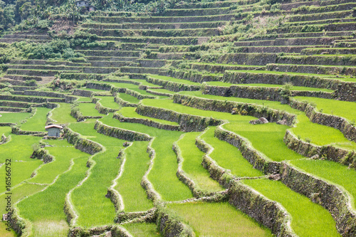 Batad rice field terraces in Ifugao province  Banaue  Philippines