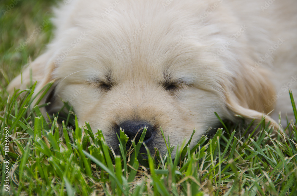 Sleeping Golden Retriever Puppy Sleeping Golden Retriever Puppy