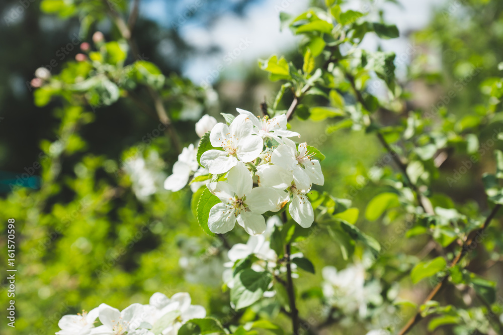 Apple tree blooming in the garden. Selective focus.