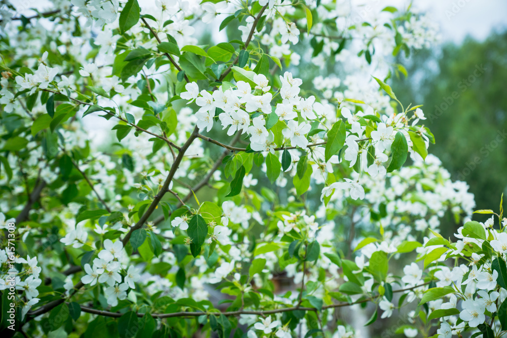 Apple tree blooming in the garden. Selective focus. Apple tree blooming in the garden. Selective focus.