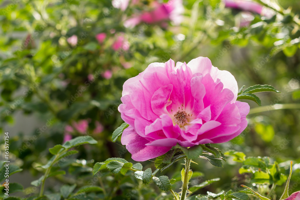 Pink Rose Heidetraum in bloom, closeup Pink Rose Heidetraum in bloom, closeup